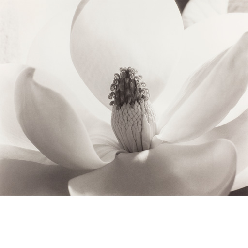 Imogen Cunningham. Esencias